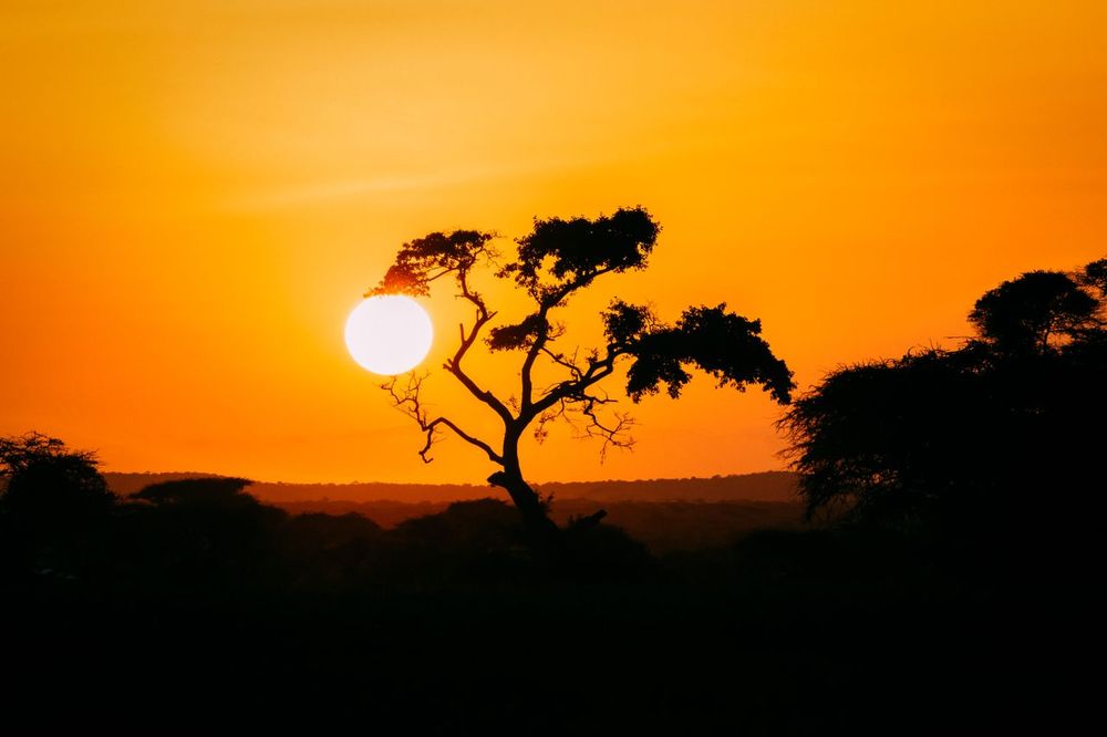 Dreamers of Africa