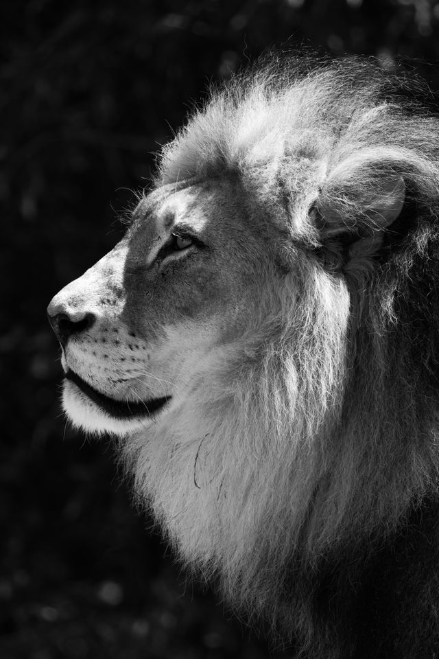 White Lion